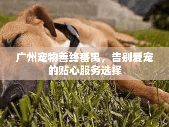 广州宠物善终番禺，告别爱宠的贴心服务选择