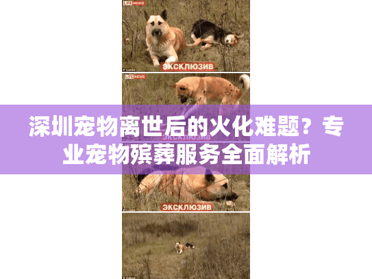 深圳宠物离世后的火化难题？专业宠物殡葬服务全面解析