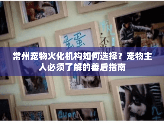常州宠物火化机构如何选择？宠物主人必须了解的善后指南