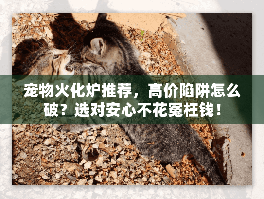 宠物火化炉推荐，高价陷阱怎么破？选对安心不花冤枉钱！
