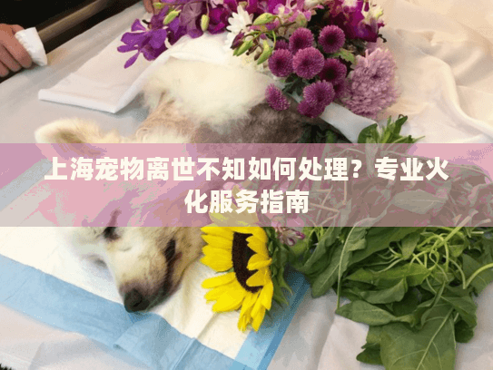 上海宠物离世不知如何处理？专业火化服务指南