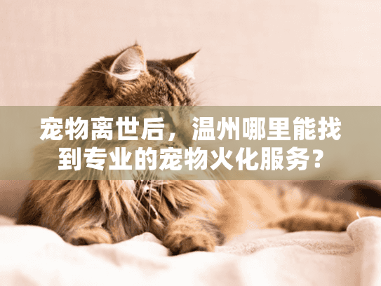 宠物离世后，温州哪里能找到专业的宠物火化服务？