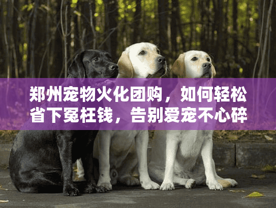 郑州宠物火化团购，如何轻松省下冤枉钱，告别爱宠不心碎？