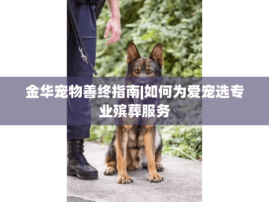 金华宠物善终指南|如何为爱宠选专业殡葬服务