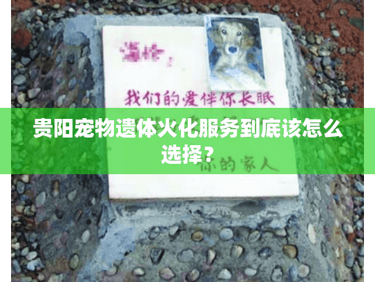 贵阳宠物遗体火化服务到底该怎么选择？