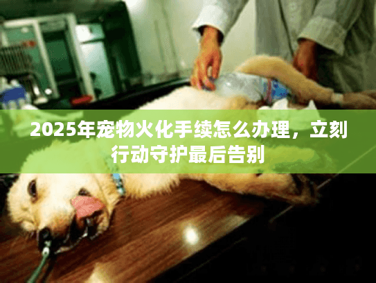 2025年宠物火化手续怎么办理，立刻行动守护最后告别