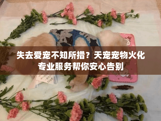 失去爱宠不知所措？天宠宠物火化专业服务帮你安心告别