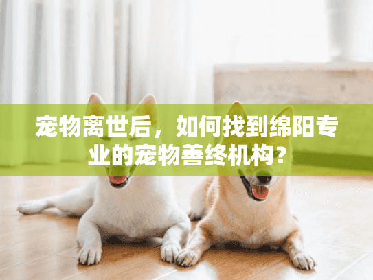 宠物离世后，如何找到绵阳专业的宠物善终机构？