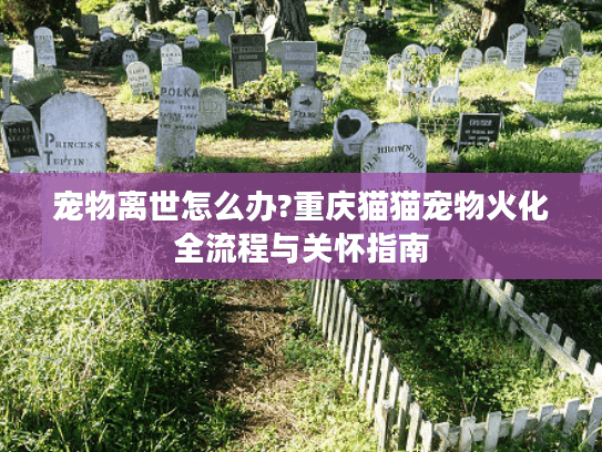 宠物离世怎么办?重庆猫猫宠物火化全流程与关怀指南