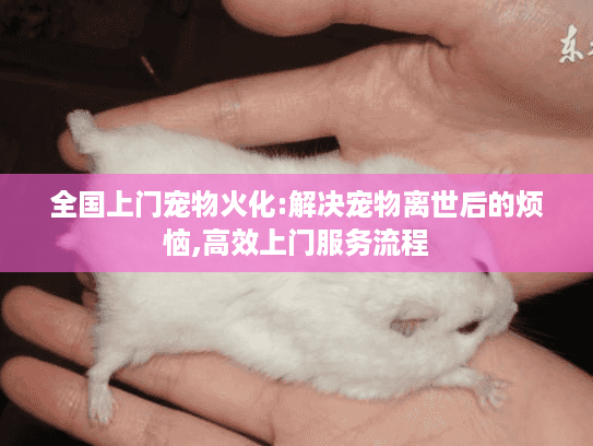 全国上门宠物火化:解决宠物离世后的烦恼,高效上门服务流程