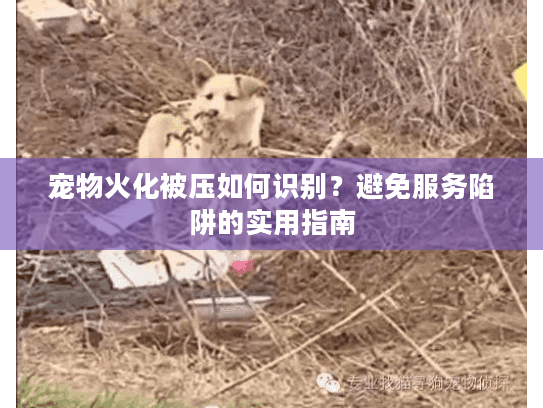 宠物火化被压如何识别？避免服务陷阱的实用指南