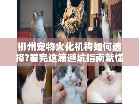 柳州宠物火化机构如何选择?看完这篇避坑指南就懂了