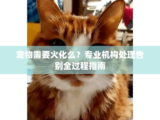 宠物需要火化么？专业机构处理告别全过程指南