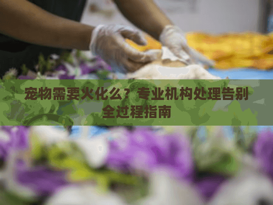 宠物需要火化么？专业机构处理告别全过程指南