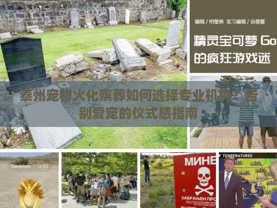 泰州宠物火化殡葬如何选择专业机构？告别爱宠的仪式感指南