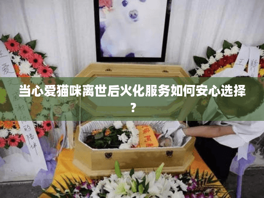 当心爱猫咪离世后火化服务如何安心选择？