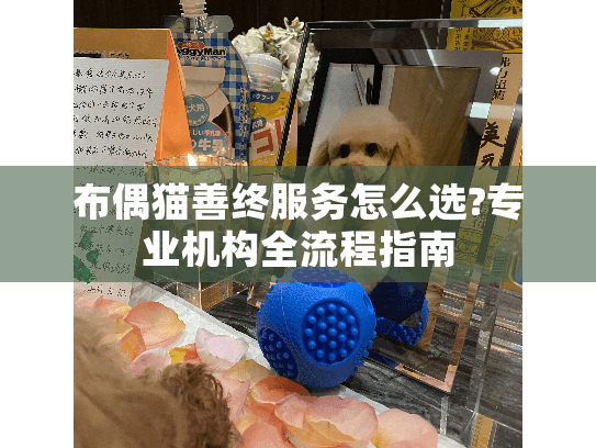 布偶猫善终服务怎么选?专业机构全流程指南