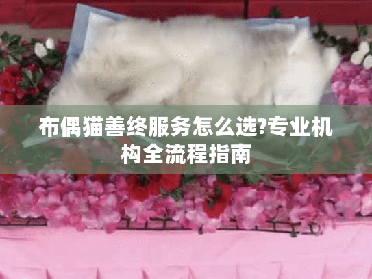 布偶猫善终服务怎么选?专业机构全流程指南