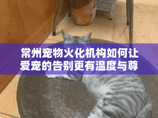 常州宠物火化机构如何让爱宠的告别更有温度与尊严？