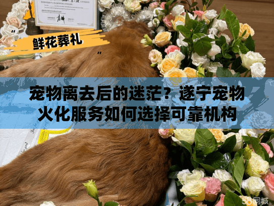 宠物离去后的迷茫？遂宁宠物火化服务如何选择可靠机构