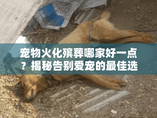 宠物火化殡葬哪家好一点？揭秘告别爱宠的最佳选择
