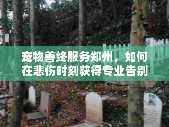 宠物善终服务郑州，如何在悲伤时刻获得专业告别关怀？