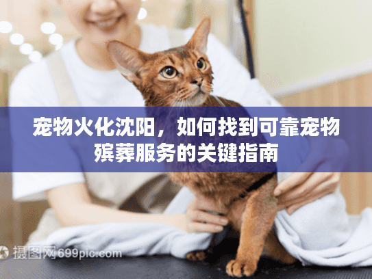 宠物火化沈阳，如何找到可靠宠物殡葬服务的关键指南