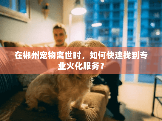 在郴州宠物离世时，如何快速找到专业火化服务？