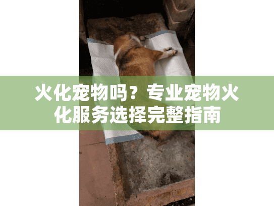火化宠物吗？专业宠物火化服务选择完整指南