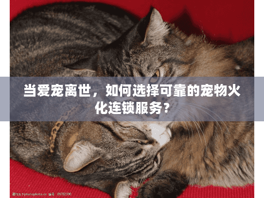 当爱宠离世，如何选择可靠的宠物火化连锁服务？