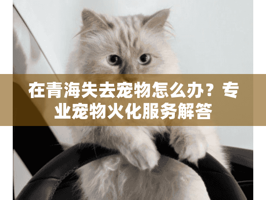 在青海失去宠物怎么办？专业宠物火化服务解答