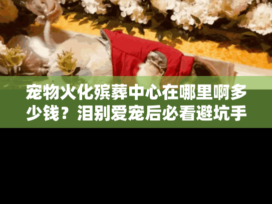 宠物火化殡葬中心在哪里啊多少钱？泪别爱宠后必看避坑手册
