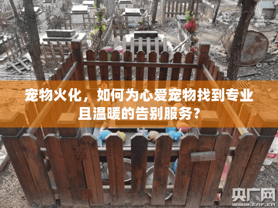 宠物火化，如何为心爱宠物找到专业且温暖的告别服务？