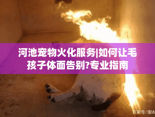 河池宠物火化服务|如何让毛孩子体面告别?专业指南