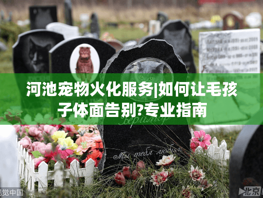 河池宠物火化服务|如何让毛孩子体面告别?专业指南