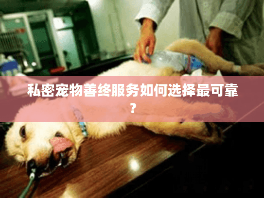 私密宠物善终服务如何选择最可靠？