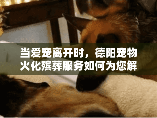 当爱宠离开时，德阳宠物火化殡葬服务如何为您解忧？