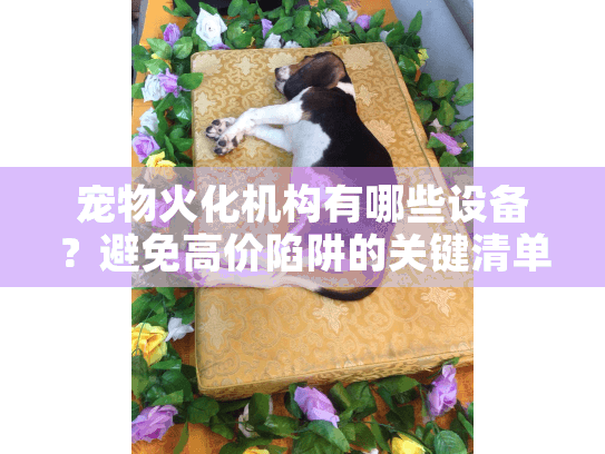 宠物火化机构有哪些设备？避免高价陷阱的关键清单