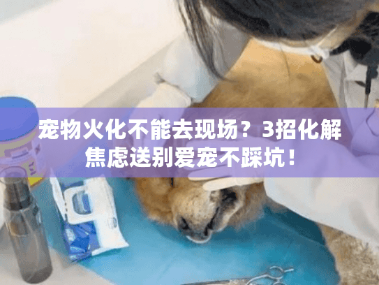宠物火化不能去现场？3招化解焦虑送别爱宠不踩坑！