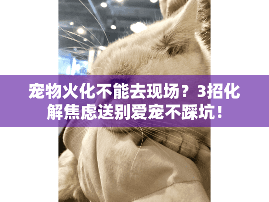 宠物火化不能去现场？3招化解焦虑送别爱宠不踩坑！