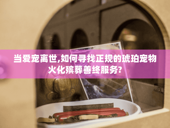 当爱宠离世,如何寻找正规的琥珀宠物火化殡葬善终服务?