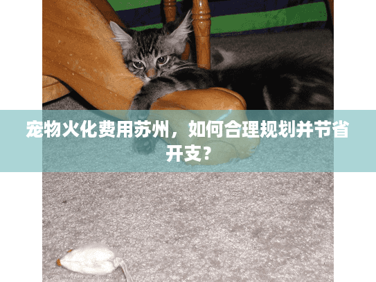 宠物火化费用苏州，如何合理规划并节省开支？