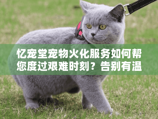 忆宠堂宠物火化服务如何帮您度过艰难时刻？告别有温度