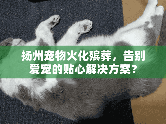 扬州宠物火化殡葬，告别爱宠的贴心解决方案？