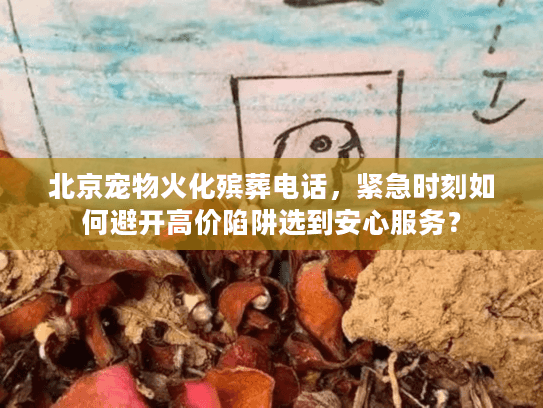北京宠物火化殡葬电话，紧急时刻如何避开高价陷阱选到安心服务？
