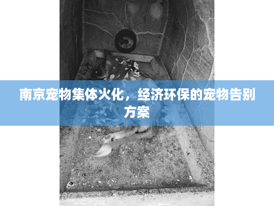 南京宠物集体火化，经济环保的宠物告别方案