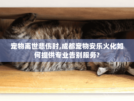 宠物离世悲伤时,成都宠物安乐火化如何提供专业告别服务?