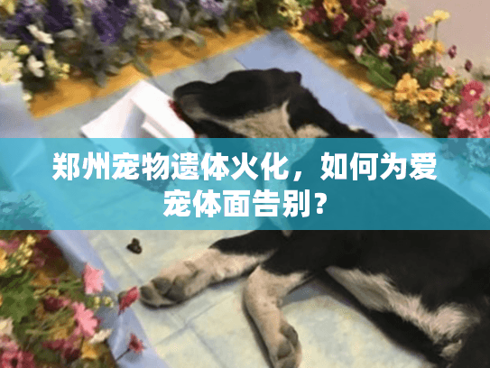 郑州宠物遗体火化，如何为爱宠体面告别？
