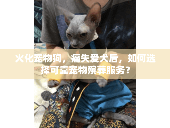 火化宠物狗，痛失爱犬后，如何选择可靠宠物殡葬服务？