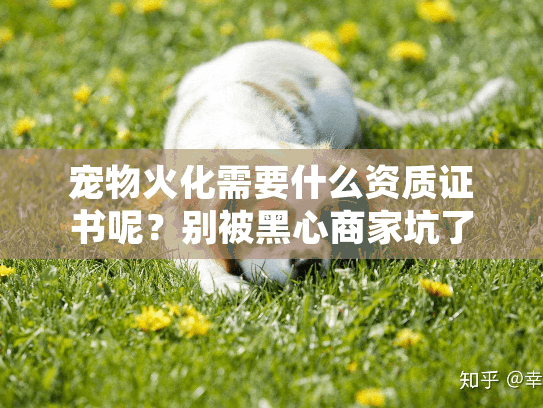 宠物火化需要什么资质证书呢?别被黑心商家坑了真实案例分享 宠物火化需要什么资质证书呢?别被黑心商家坑了真实案例分享